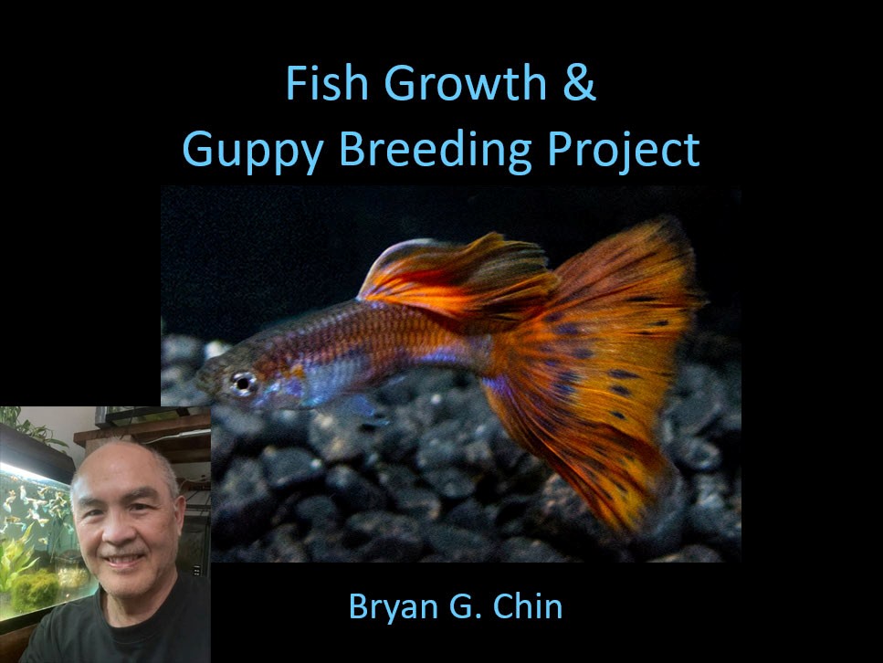 Fish Growth and Guppy Breeding&nbsp;Project